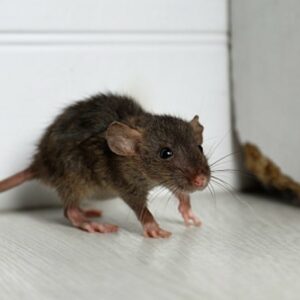 Mengusir Tikus Dengan Merica