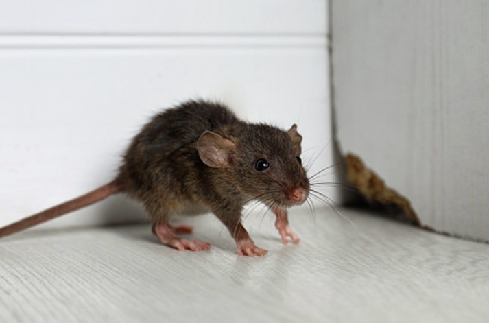 Mengusir Tikus Dengan Merica